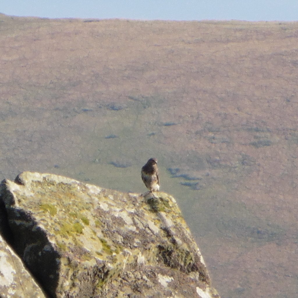 buzzard